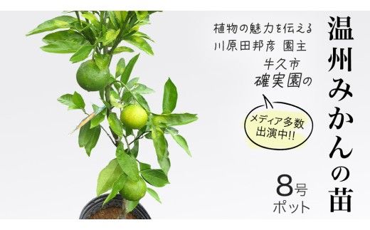 温州 みかん の 苗  8号ポット 1点 苗木 庭木 果樹 ガーデニング 家庭菜園 園芸 鉢植え 庭木 果物 くだもの  観葉植物 インテリア 植木鉢 [BG022us]