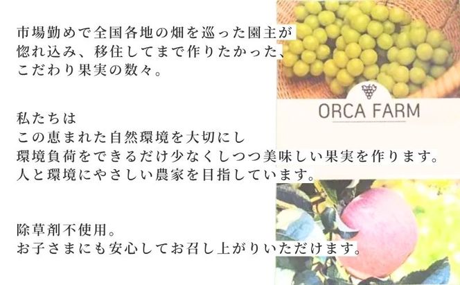 【2026年10月～発送】ぐんま名月 家庭用 約5kg りんご リンゴ 林檎 果物 フルーツ 長野県 長野 山ノ内町