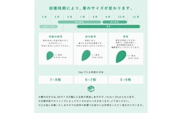 食べるサボテン 太陽の葉 フレッシュリーフ食用サボテン（１kg）