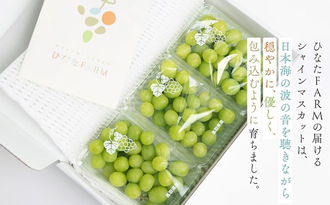 1039.【家庭用】波の音が聴こえる葡萄畑　ひなたFARM シャインマスカット 313726_CD002