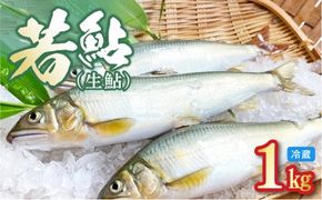 【先行予約】2026年7月上旬より発送開始　若鮎(生鮎)1㎏【冷蔵】 N070-YA3369_1