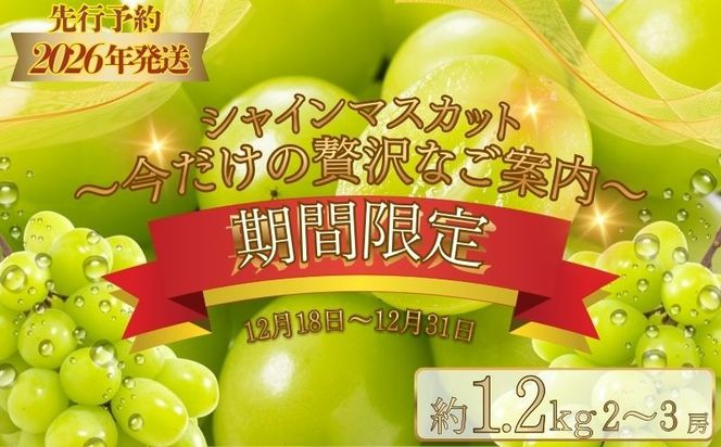 【期間限定】【数量限定】 シャインマスカット スペシャルサンクス約1.2kg（2～3房）【2026年先行予約】 FB048