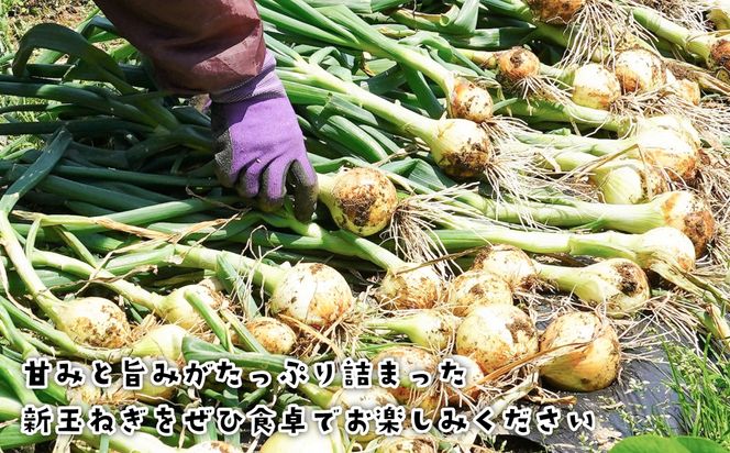 淡路島産新玉ねぎ 5kg　玉ねぎ