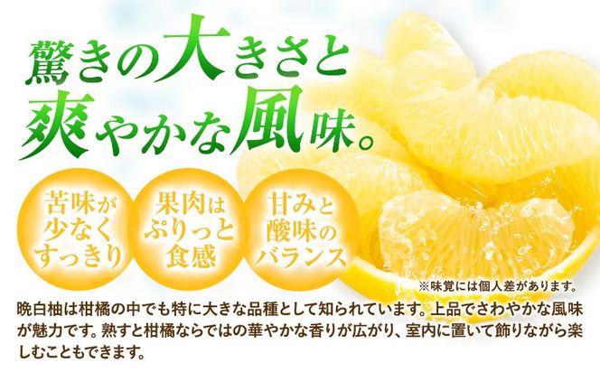 柑橘 晩白柚 選べる L 2L 3L 1玉 ～ 6玉 約1.5kg～10kg 日本フルーツ株式会社《12月上旬-2月末頃出荷》熊本県 氷川町 ばんぺいゆ 果物 フルーツ 大玉 爽やか 甘み 酸味 香り 常温保存 柑橘類 冬 果肉 プリッ 食べ応え---hkw_nhf_1_1500g---