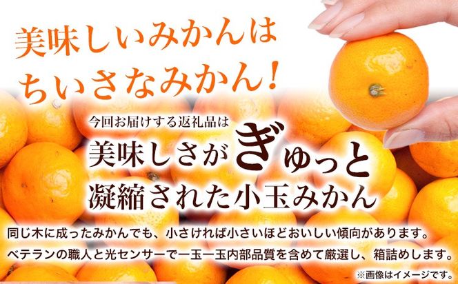 ＜先行予約＞厳選　小玉な有田みかん5kg+150g（傷み補償分）【光センサー選果】池田鹿蔵農園@日高町（池田農園株式会社）《11月上旬-12月末頃出荷》和歌山県 日高町【配送不可地域あり】---wsh_idn52_11j12m_24_13000_5kg---