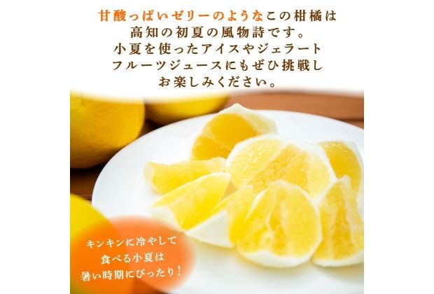 【2026年5月より発送】 熟成 露地小夏 5kg | 柑橘 フルーツ 果物 期間限定 旬の果物 ご家庭用 生産者 農家 直送 高知県 室戸市