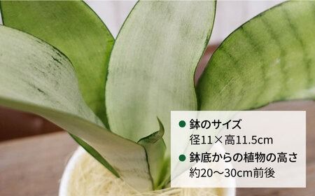 マイナスイオン発生植物『 サンスベリア ・ ムーンシャイン 』 糸島市 / cocoha [AWB024] サンセベリア マイナスイオン 観葉植物 ギフト グリーン 鉢 プレゼント 室内