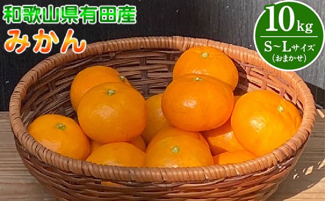 和歌山県有田産 みかん 約10kg　L～Sサイズ（おまかせ）_BT6013n