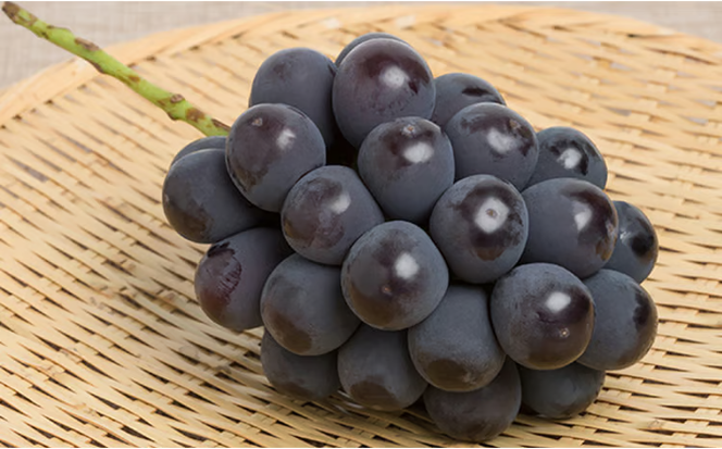 ぶどう 2026年 先行予約 詰め合わせ ニュー ピオーネ 1房（480g以上）・ シャイン マスカット 晴王 1房（480g以上）化粧箱入り ブドウ 葡萄 岡山県産 国産 フルーツ 果物 ギフト