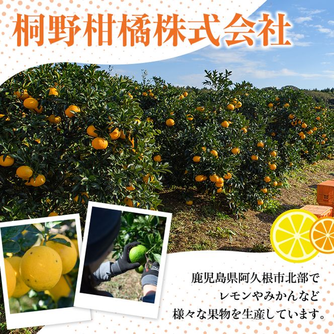 数量限定！加工用・露地マイヤーイエローレモン(2kg) 国産 果実 果物 レモン イエローレモン フルーツ 檸檬 柑橘 デザート 期間限定【桐野柑橘株式会社】akn070-02