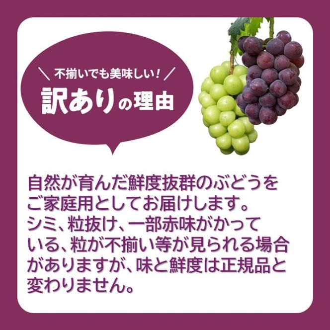 2026 早期受付 ぶどう ニューピオーネ 3～4房 約2kg 岡山県高梁市産 うめづぶどう園 化粧箱入り 葡萄 ブドウ 訳あり