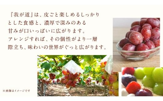 【 訳あり 】 我が道 3kg 【2026年9月発送開始】(茨城県共通返礼品：大子町) シャインマスカット ウインク 葡萄 ブドウ ぶどう 果物 フルーツ 希少 新品種　 わけあり ワケあり ご自宅用 ご家庭用 自分用