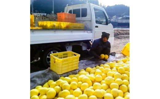 【先行予約】白木家のこだわり土佐文旦 露地 文旦 約8kg 13～20個入り L～3Lサイズ混合 〈2027年2月上旬～3月上旬頃発送〉ぶんたん ブンタン 果物 柑橘 フルーツ お取り寄せ 特産品 美味しい 高知県産 ギフト【株式会社とさもん】[BQAE041]