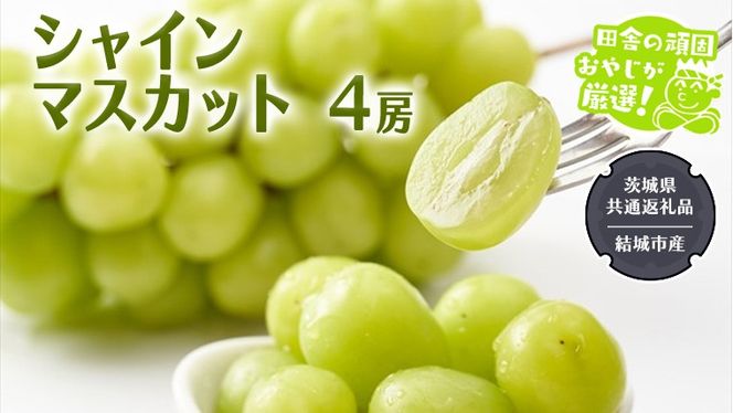 シャインマスカット 4房 【2025年7月より発送開始】 （茨城県共通返礼品 [ぶどう]：結城市産） 田舎の頑固おやじが厳選！ マスカット 種なし ギフト 高糖度 大粒 甘い 美味しい フルーツ [BI292-NT]