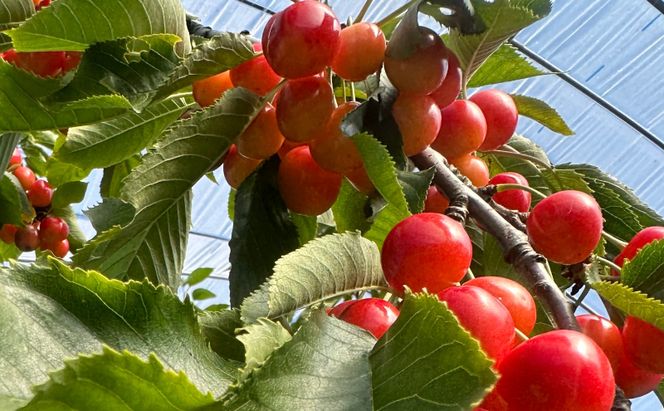 北海道仁木町産 ジャム120g×3種セット（ブルーベリー・プルーン・さくらんぼ） 栽培期間中 除草剤・化学農薬・化学肥料不使用 サクランボ プルーン ブルーベリー ジャム 果物 フルーツ 北海道 仁木町 [iori farm]