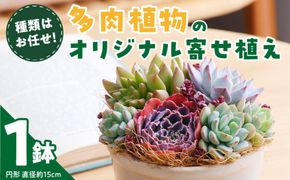 【佳花園】多肉植物のオリジナル寄せ植え［156K04］