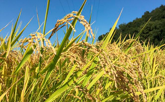 天水の恵米「コシヒカリ」白米5kg お米