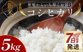 【7日程度で発送】新米コシヒカリ 5kg - 新米 お米 おこめ 国産 米 精米 ひのひかり ごはん 白米 ご飯 おにぎり おむすび 料理 調理 防災 非常食 備蓄 高知県 香南市 常温 at-0056