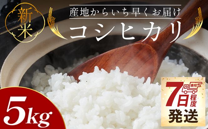 【7日程度で発送】新米コシヒカリ 5kg - 新米 お米 おこめ 国産 米 精米 ひのひかり ごはん 白米 ご飯 おにぎり おむすび 料理 調理 防災 非常食 備蓄 高知県 香南市 常温 at-0056