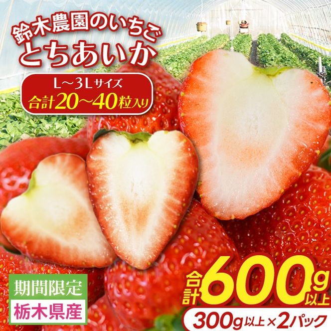 【合計20～40粒入り】いちご とちあいか 600g以上 (300g以上×2パック)｜栃木県 益子町 ふるさと納税 鈴木農園 L 2L 3L ご家庭用 家族用 食べやすい 一口サイズ 粒たっぷり 大満足 いちご イチゴ 苺 果物 フルーツ とちあいか 人気 600g以上 1パックあたり10～20粒入り （DJ003）