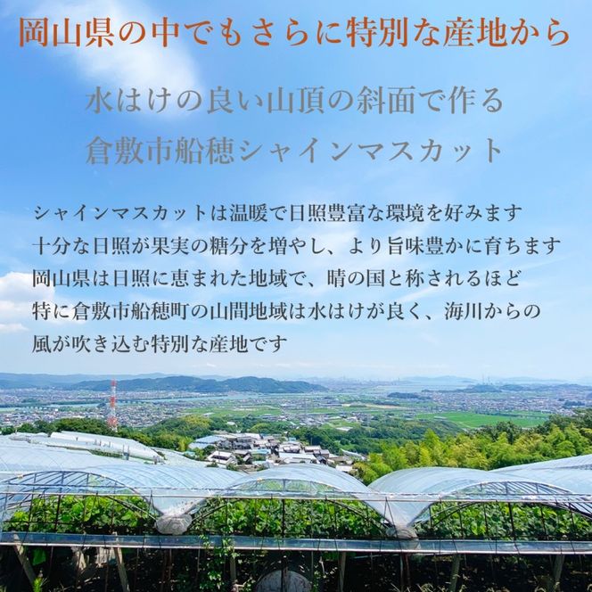 ぶどう 2026年度分 先行予約 【プレミアムシャインマスカット 晴王 2房 約1.3kg】船穂産　赤秀品以上  岡山県産 葡萄 ブドウ ギフト ハレノフルーツ 皮ごと食べる みずみずしい 