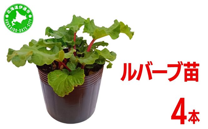 北海道 伊達市産 ルバーブ(苗) 4本｜国産 野菜 ジャム パイ お菓子作り 家庭菜園【kzh-020】