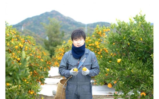 ちょっと 傷あり マルチ栽培 有田 みかん M ~ SS サイズ 3kg 手さげ箱 南泰園 BS670