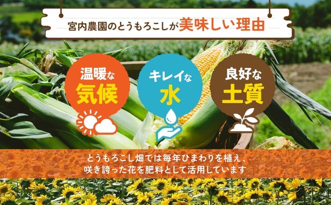 北海道産 とうもろこし 糖度20度以上 恵味 めぐみ 2L 10～12本 2026年7月下旬～8月下旬頃にお届け 先行受付 朝採り トウモロコシ スイート コーン  旬 夏 野菜 新鮮 産地直送 宮内農園 洞爺湖町