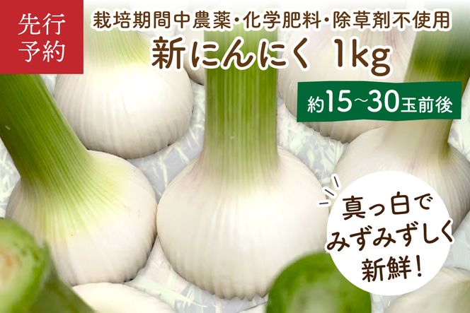 【先行予約】【数量限定40】新にんにく1kg（15玉～30玉前後） にんにくコンフィレシピ付き（栽培期間中農薬・化学肥料・除草剤不使用）（2027年6月上旬～発送）　KU00068