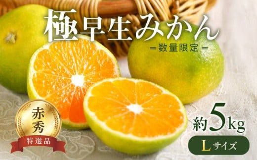 BF6038n_【2026年先行予約】 極早生みかん 5kg 赤秀 Lサイズ【ミカン 蜜柑 柑橘 温州みかん 有田みかん 贈答 ギフト わせみかん 和歌山】