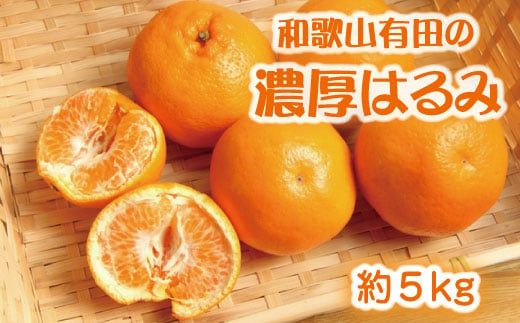  和歌山 有田の濃厚 はるみ　5kg (Lサイズ) / みかん 蜜柑 フルーツ 果物 ※2027年1月下旬～2月中旬順次発送予定 【ard013-noko-r-5B】
