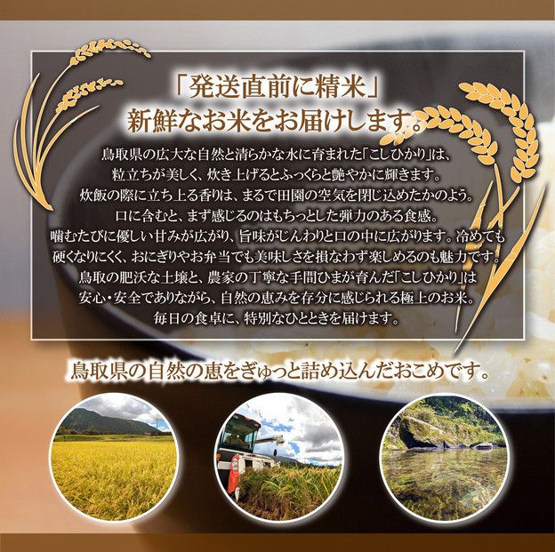 令和6年産こしひかり精米10kg 313726_CJ002