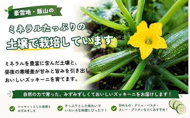 朝採り!! 新鮮ズッキーニ 約6～8本 《生産者直送》岸田農園 (Cd-001)