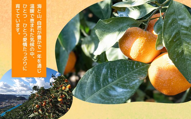 ＼ みかんの名産地 和歌山県産／ 農家直送 大玉 有田みかん 5kg （2L～3L） ひとつひとつ手選別で厳選【2026年11月下旬～2027年1月中旬ごろに順次発送予定】 | みかん フルーツ 果物 くだもの 有田みかん 蜜柑 柑橘【hdm001-1A】