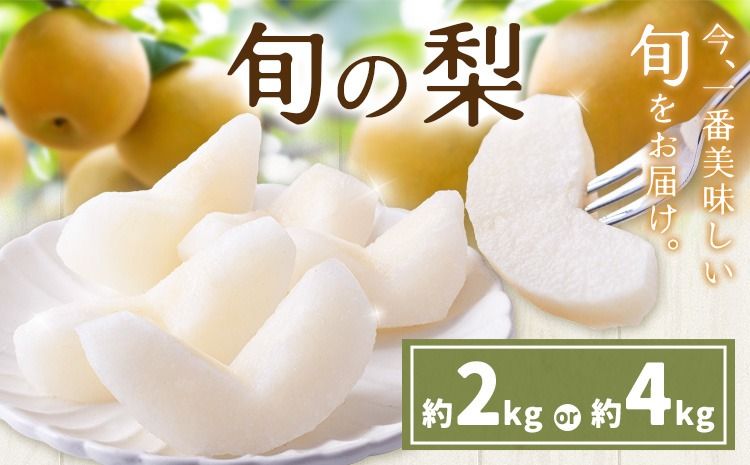 先行予約 旬の梨 梨 約2kg 約4kg 株式会社エフビーネット[出荷時期をお選びください]熊本県 氷川町 果物 フルーツ 熊本県産 青果物 和梨 ジューシー---hkw_efn_6_2kg---