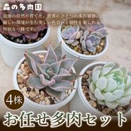 【初めての方にも育てやすい】色づきの美しい多肉植物お任せ多肉セット（4株）  1セット 多肉植物 多肉 植物 家庭菜園 初心者 簡単 厳選 無加温  美しい ハウス 色鮮やか 輸入苗 名張市特有 盆地気候 三重県 名張市