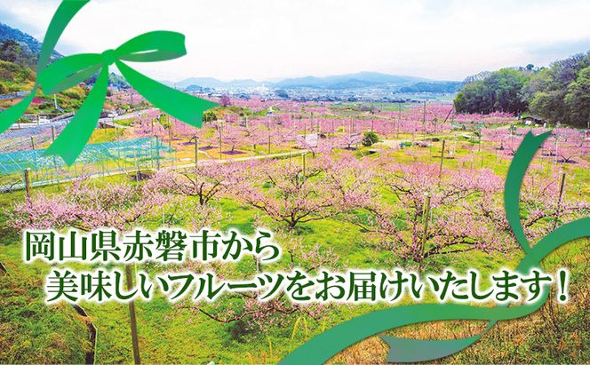 ぶどう 2026年 先行予約 シャイン マスカット 晴王 2房 合計1.3kg以上 2026年6月下旬～7月下旬発送分 ブドウ 葡萄 岡山県 赤磐市産 国産 フルーツ 果物 ギフト 赤坂青空市 