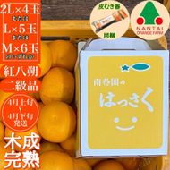 【ムッキー同梱】 ちょっと 傷あり 木成完熟 紅はっさく 2L ～ M ( 4玉 ～ 6玉 ) 手さげ箱 【2026年4月上旬～発送】BS787