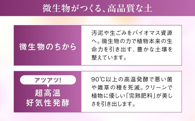 【 30セット 限定 】 デンファレ （ 洋蘭 ） 5本 立ち 《糸島》【和饗エコファーム株式会社】 蘭 洋蘭 デンファレ 花 インテリア お祝い 贈り物 [AVI003]