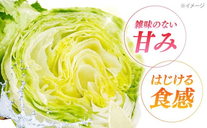 【2026年12月～発送】レタス 約8kg（12〜14玉）/ れたす 野菜 やさい / 南島原市 / 株式会社松尾青果[SGU005]