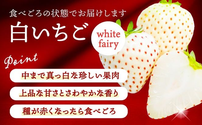 【先行予約】 ＼毎年1月より順次発送／ 白いちご　White Fairy 9粒 愛西市 / くぼ苺農園 【配達不可：北海道・沖縄・離島】[AECJ016]