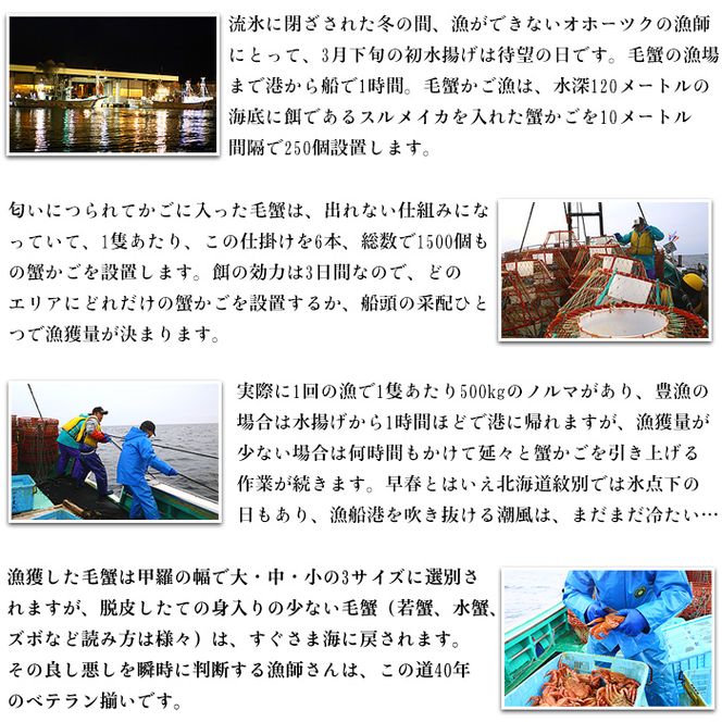 20-269 【甲羅組】北海道産　ボイル毛蟹