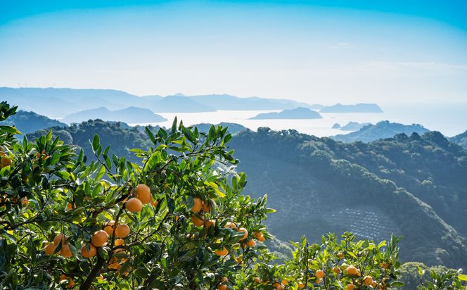 BP6011_かねよし農園 田村みかんジュース 3本 セット【和歌山 ミカンジュース ストレート 果汁100%】