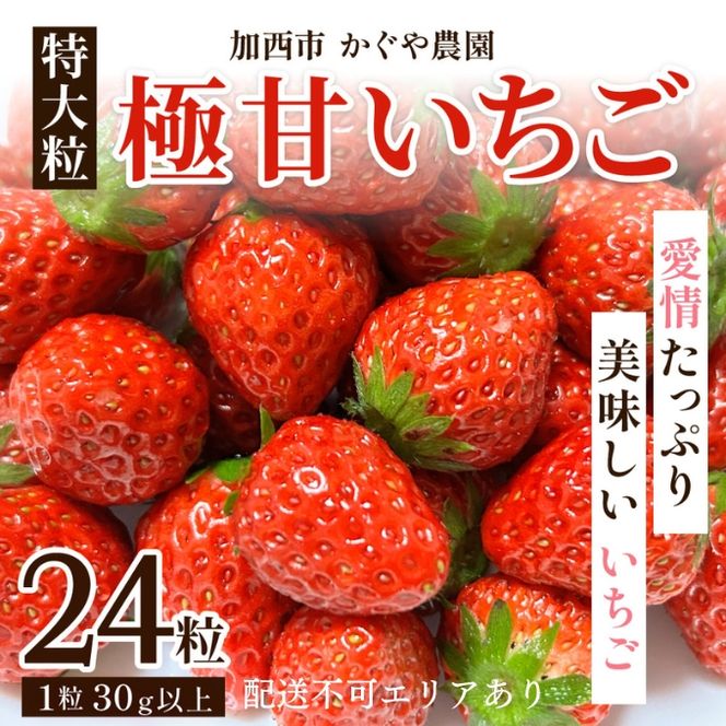 【令和8年産】 かぐや農園の極甘 いちご 特大粒 24粒 果物 フルーツ 果実 高設栽培方式 紅ほっぺ かおり野 ロマンベリー お楽しみ