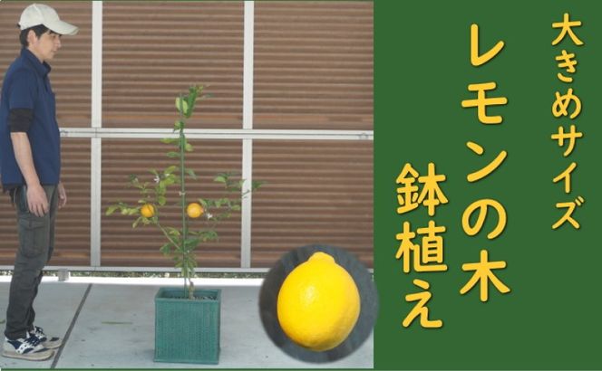 レモンの木 鉢植え 大きめサイズ (緑角鉢32cm) 植木鉢 ガーデン ※配送不可：北海道、沖縄、離島