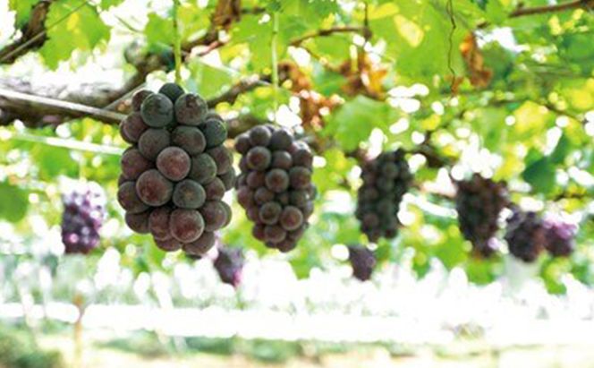 ジュース ぶどう農家浅桑園のこだわり ぶどうジュース セット 巨峰 クイーンニーナ 飲み比べ ドリンク ブドウ ぶどう 果物 フルーツ フルーツジュース 飲み比べセット 果汁ジュース 贈答 詰め合わせ ギフト 贈り物 プレゼント 愛知 愛知県 日進市