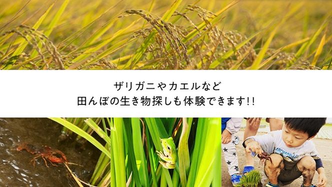 【2026年5月16日(土曜日) 開催予定】親子で米作り体験（田植え・稲刈り体験）にじのきらめき 5kg付き 茨城県 稲刈り農業 農業体験 子供 家族 参加型 自然 食育 虹のきらめき