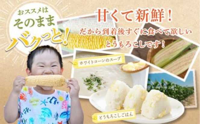 太物2Lサイズ以上!瀬戸内ホワイトコーン 約3.5kg【2027-6月中旬～2027-7月中旬配送】 372013_T006-304J