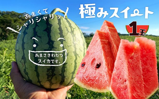 【先行予約】京丹後・俵野産 小玉スイカ 極みスイート 1玉（2027年7月中旬～発送） 西瓜 すいか 極みスイート 果物 フルーツ 小玉 野菜 ふるさと納税 先行予約 果物 ふるさと 納税 先行予約 ふるさと納税 フルーツ　IU00005