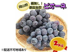 ぶどう 2026年 先行予約 ニュー ピオーネ【8月中旬～順次発送分】約2kg（2房～5房）秀品 糖度抜群！ 種無し ブドウ 葡萄  岡山県産 国産 フルーツ 果物 ギフト 果物類 